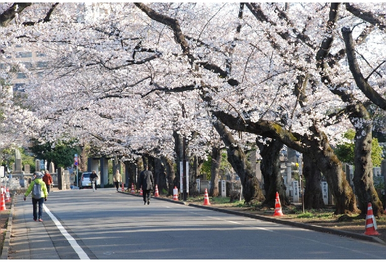 谷中霊園