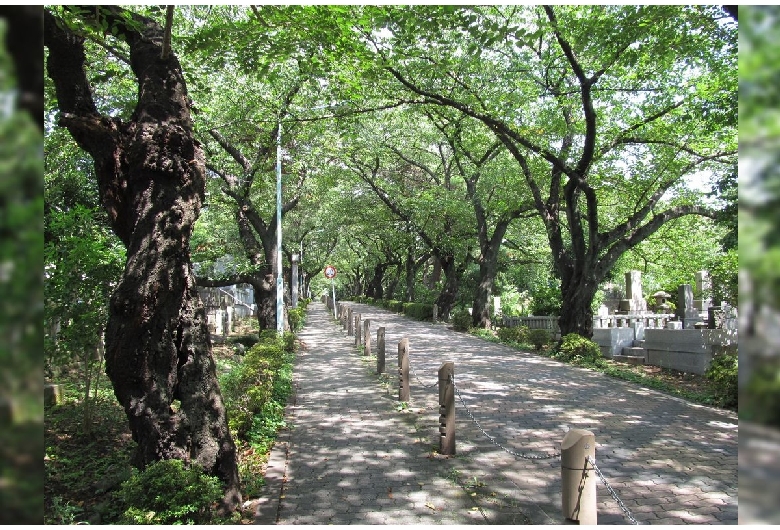 青山霊園