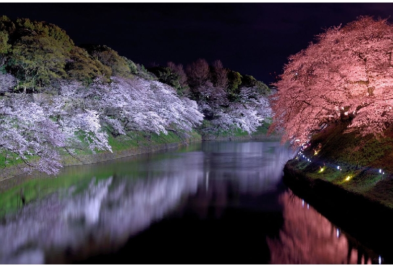 千鳥ヶ淵（日本武道館・北の丸公園）