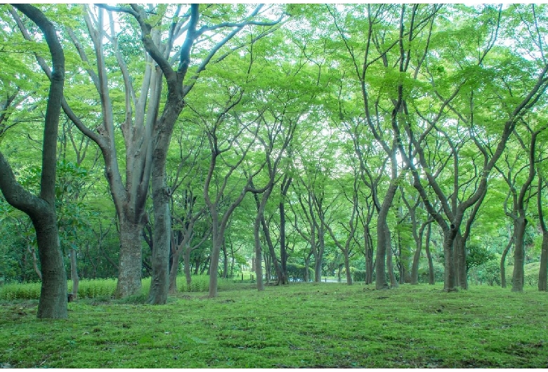 千鳥ヶ淵（日本武道館・北の丸公園）