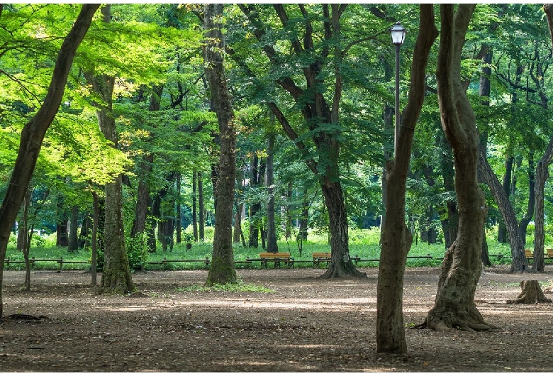 井の頭公園