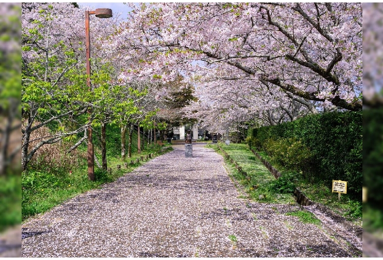 館山城（城山公園）