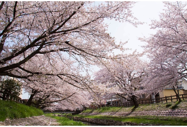 元荒川の桜並木