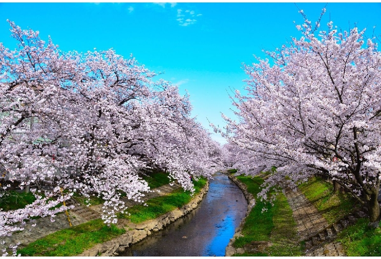 元荒川の桜並木