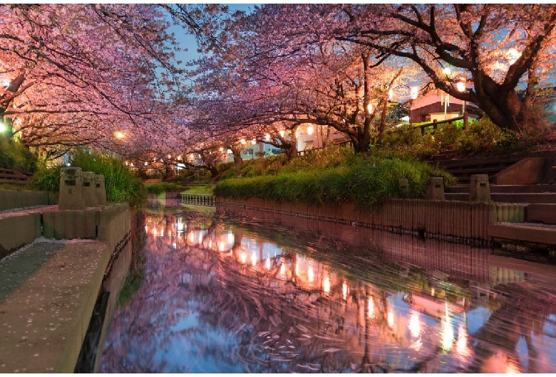 元荒川の桜並木