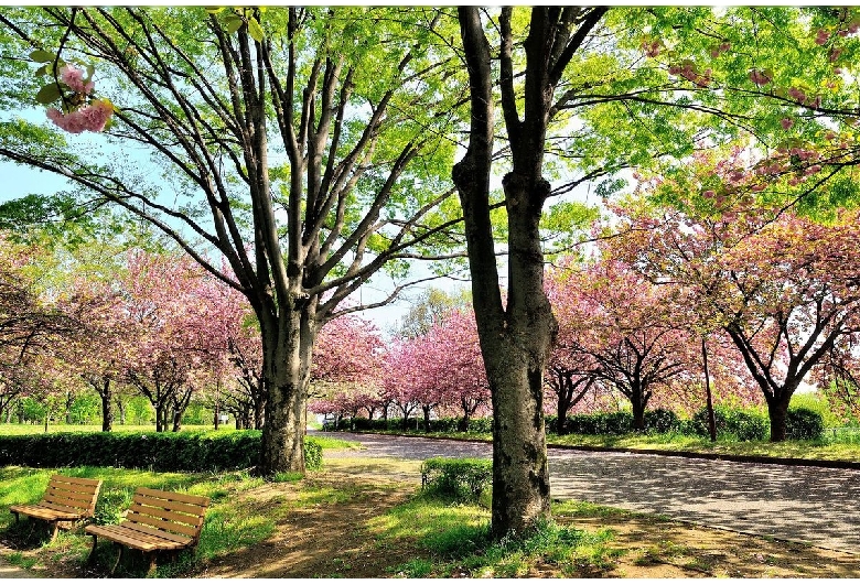 川越水上公園