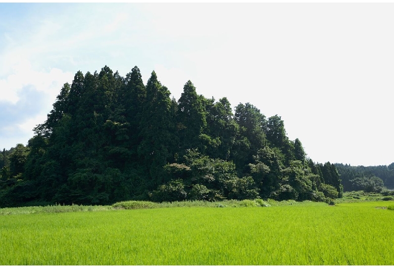 トトロの森（狭山丘陵）