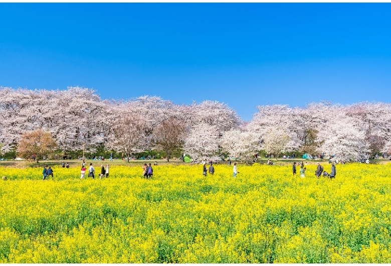 権現堂桜堤