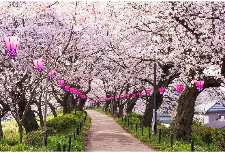 権現堂桜堤