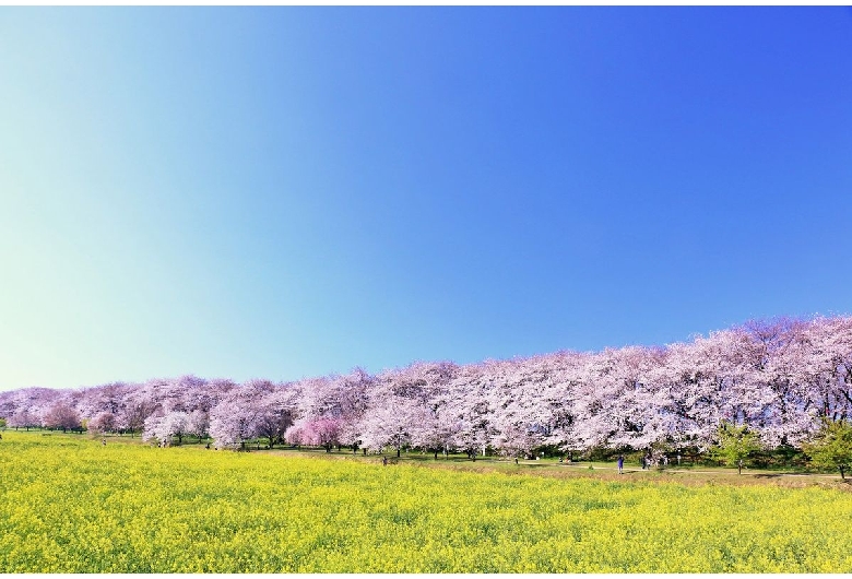 権現堂桜堤