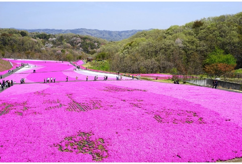 市貝町芝ざくら公園