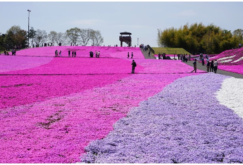 市貝町芝ざくら公園