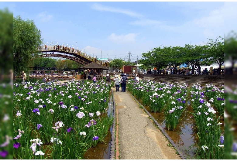 水郷潮来あやめ園