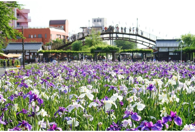 水郷潮来あやめ園