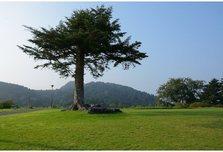 笠間つつじ公園