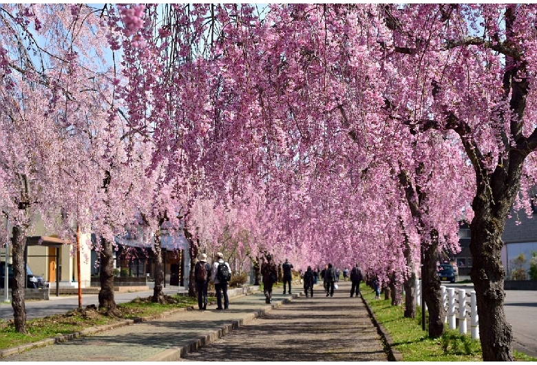 日中線の桜