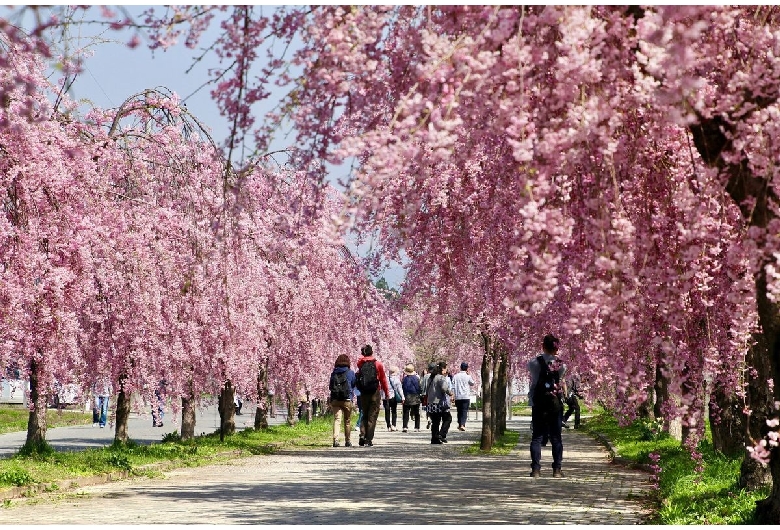 日中線の桜