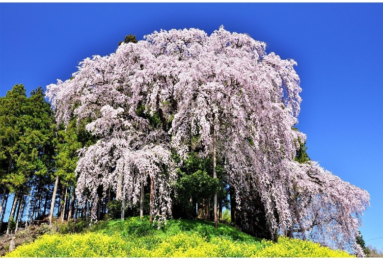 合戦場の桜