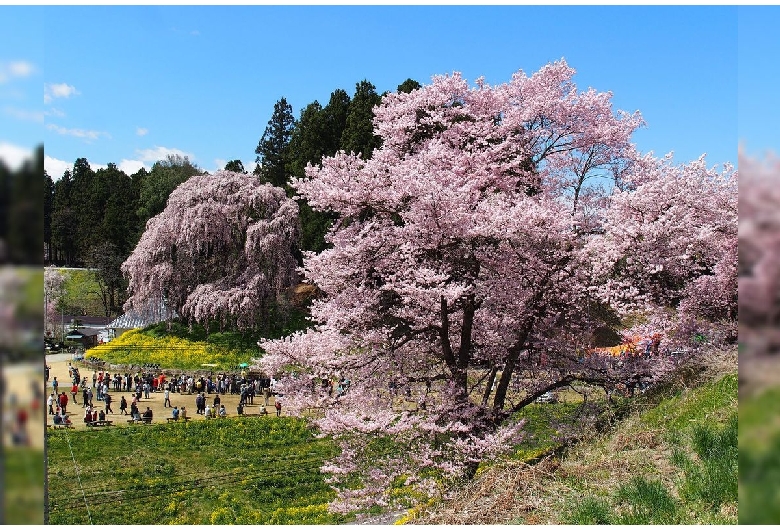 合戦場の桜