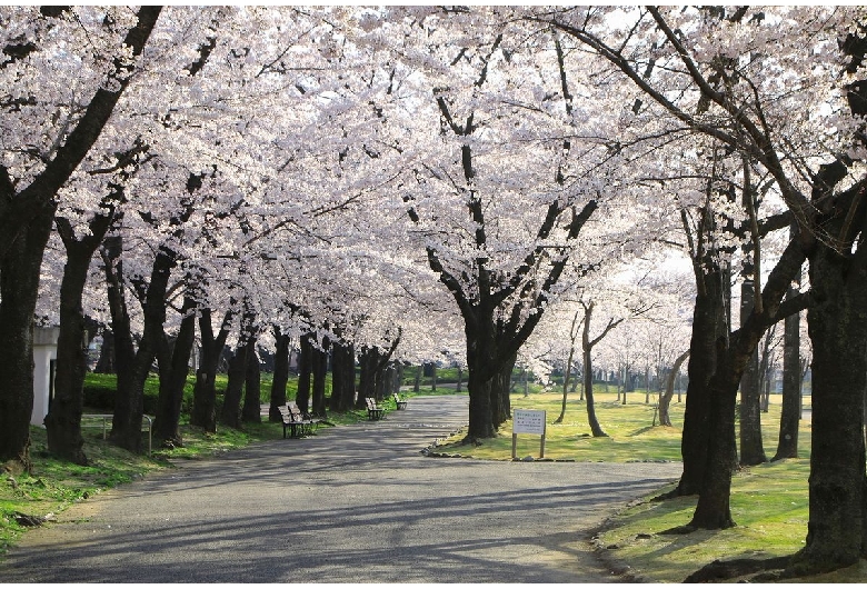 開成山公園