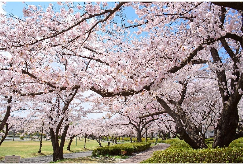 開成山公園