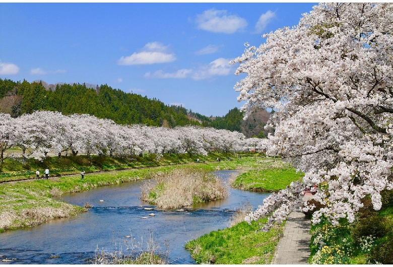 夏井千本桜