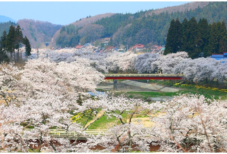 夏井千本桜