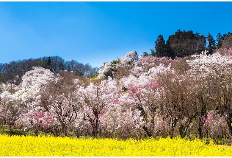 花見山公園