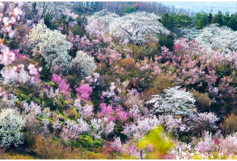 花見山公園