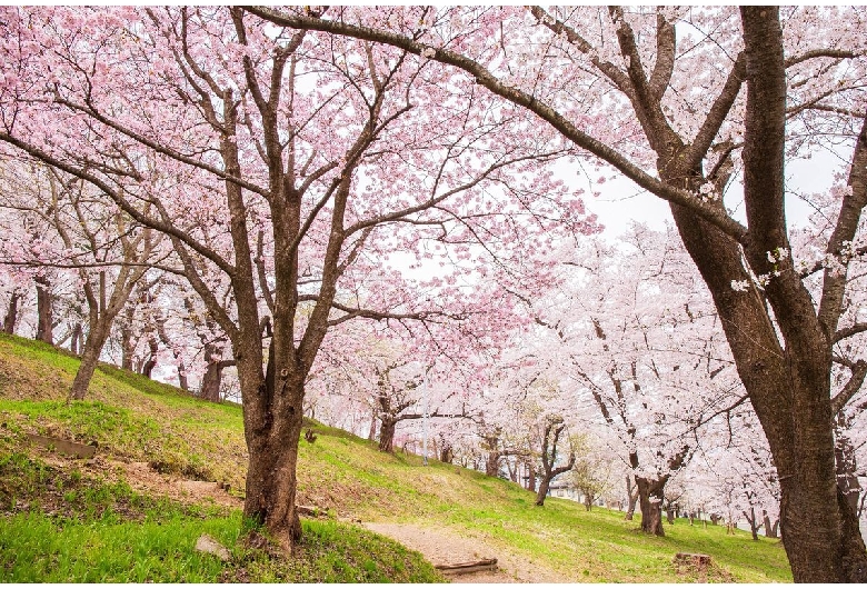 烏帽子山公園