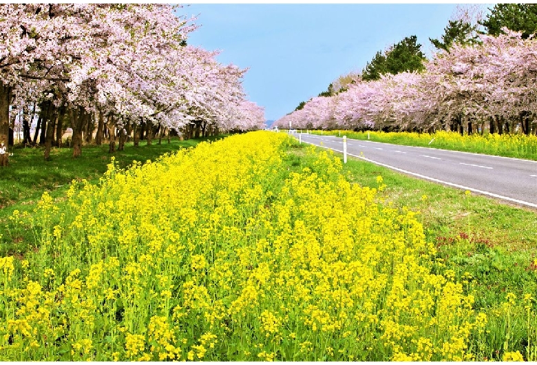 大潟村菜の花ロード