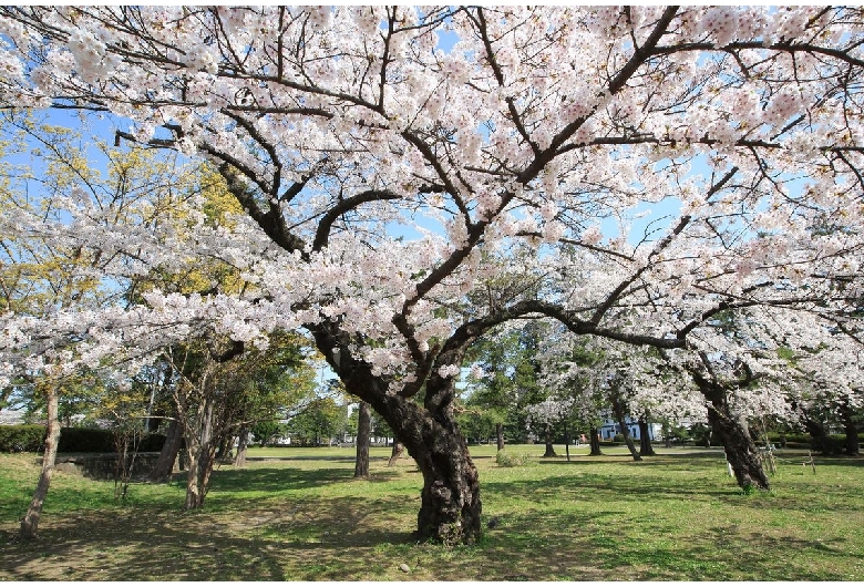 榴岡公園