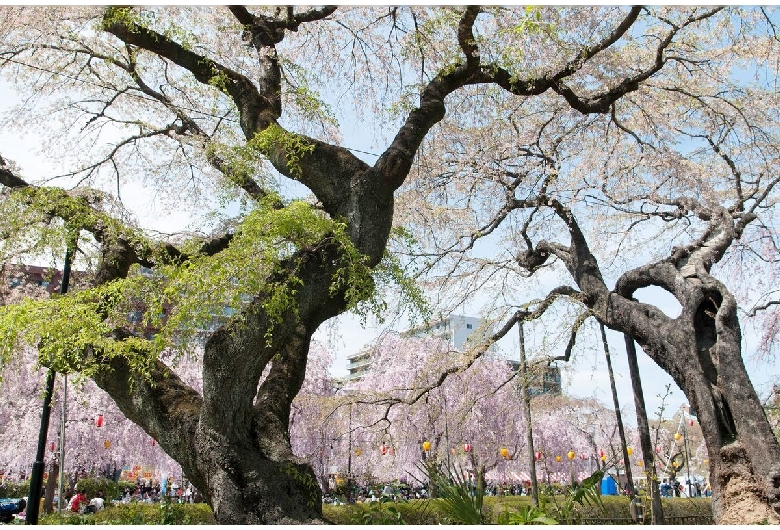 榴岡公園