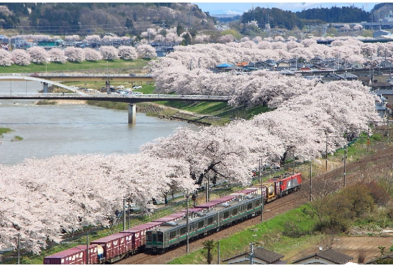 白石川堤一目千本桜