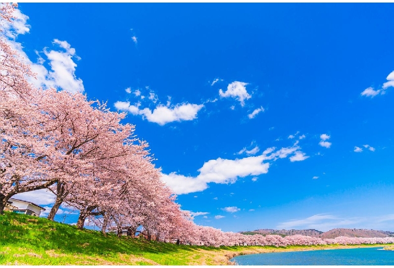 白石川堤一目千本桜