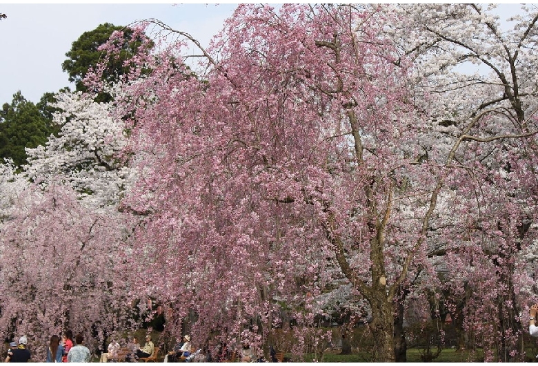 三戸城跡城山公園