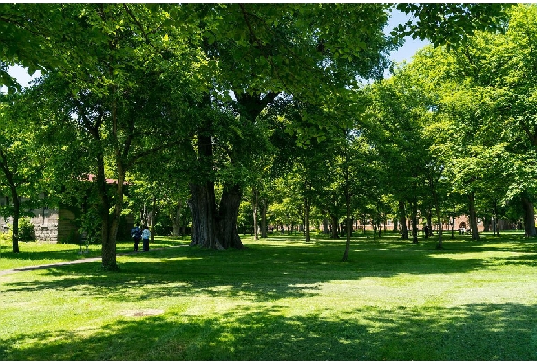 北海道大学