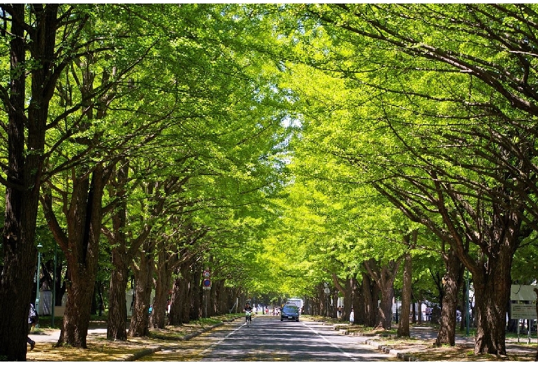 北海道大学