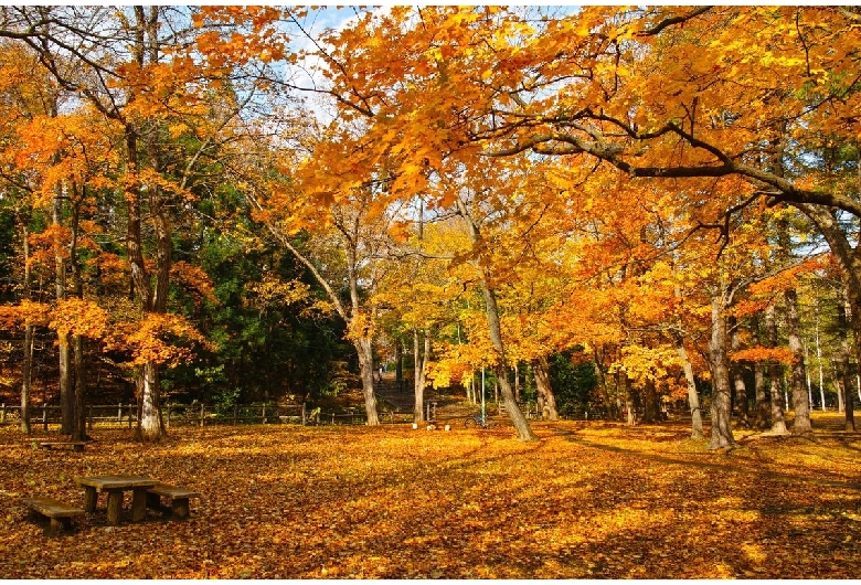 円山公園