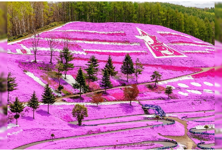 東藻琴芝桜公園