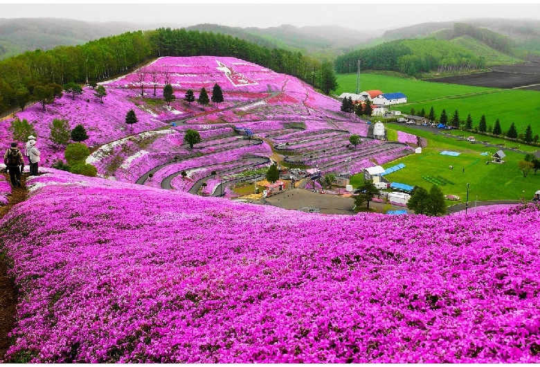 東藻琴芝桜公園