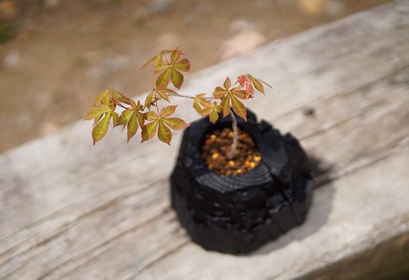 Green gift outdoors nagano