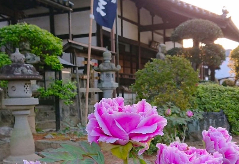 牡丹の寺　愛染寺