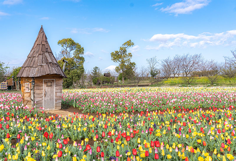 神奈川県立花と緑のふれあいセンター「花菜ガーデン」