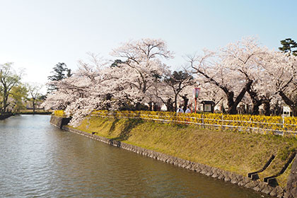 春の画像2