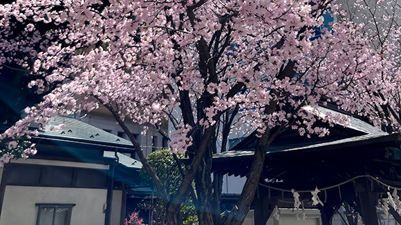 春の画像1