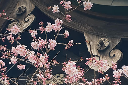 春の画像2