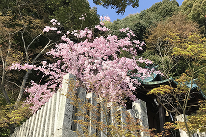 春の画像2