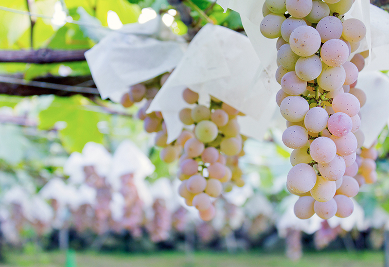 まるき葡萄酒-Maruki Winery-