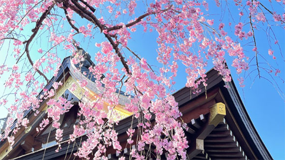 春の画像1